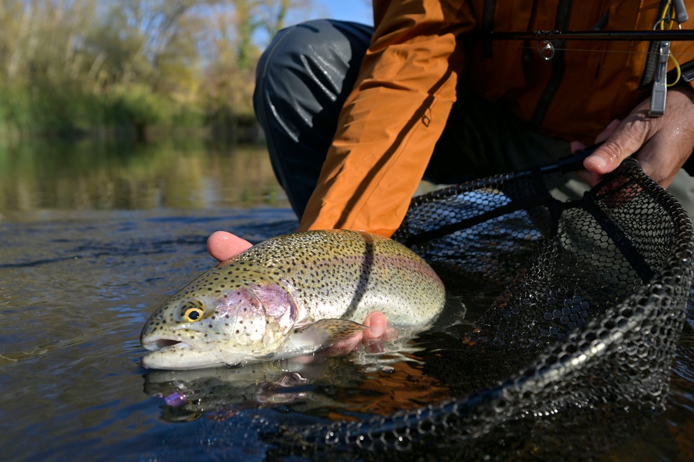 trout in stream