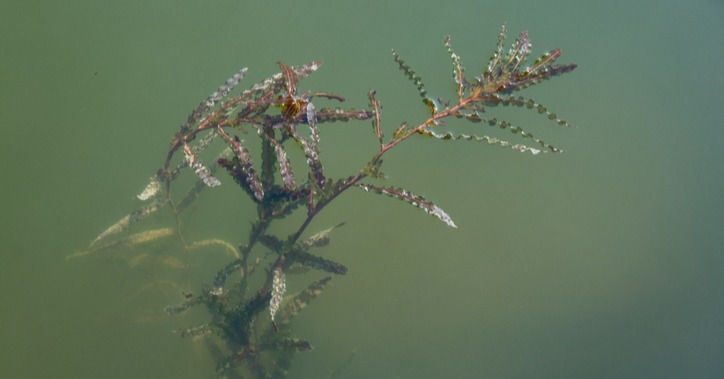 curlyleaf pondweed