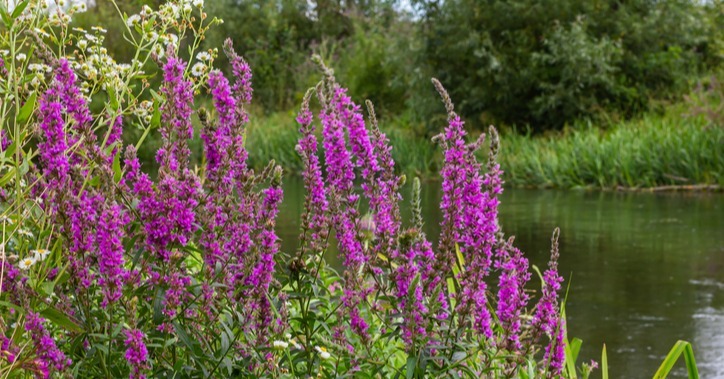 purple loosestrife