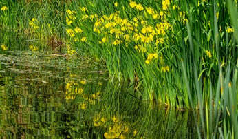 yellow flag iris