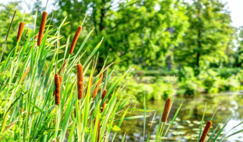 cattails