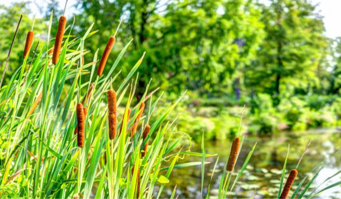 cattails