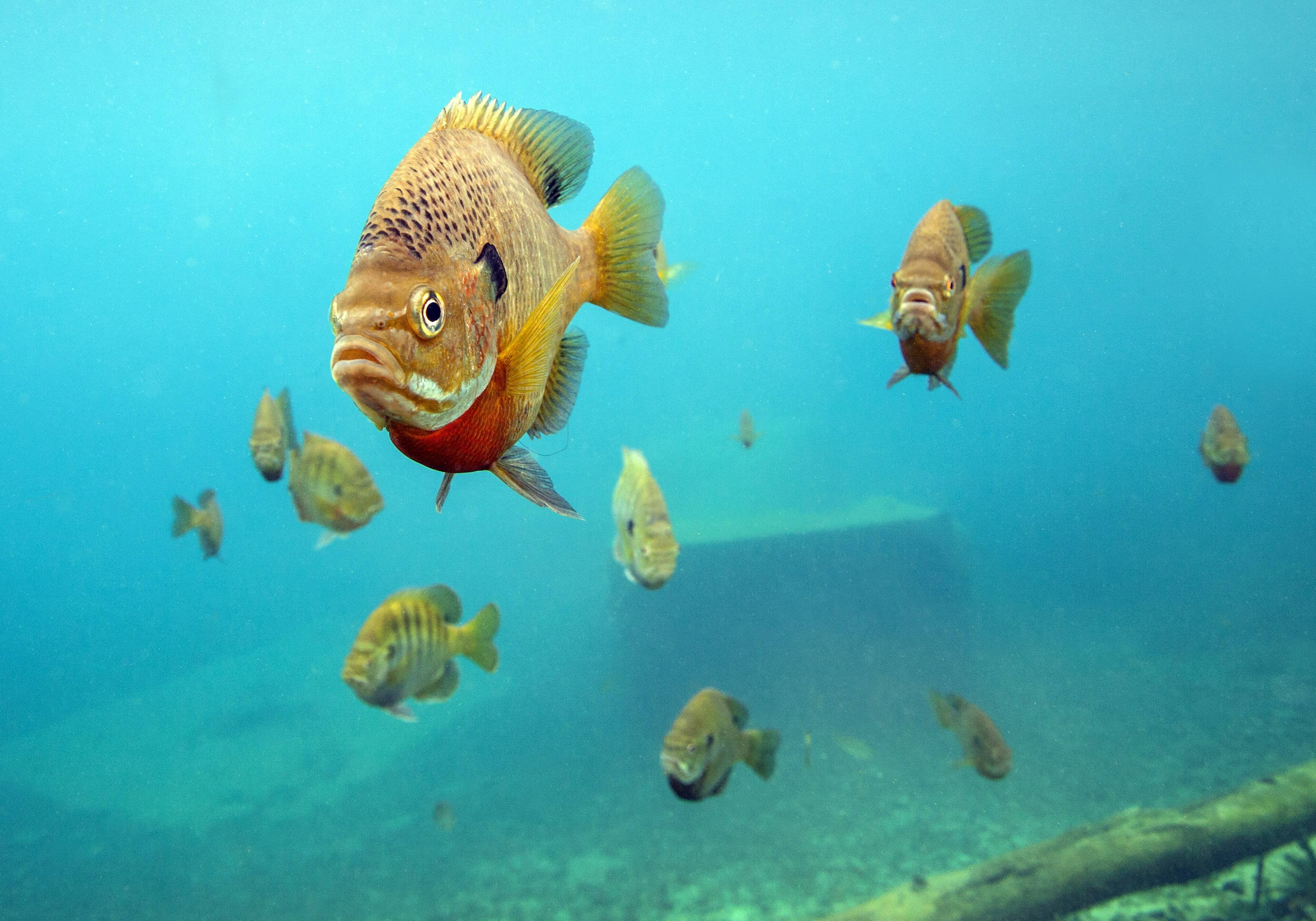 Bluegill sunfish